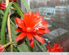 Красивый цветок