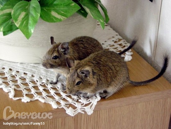 Грызуны домашних условиях Грызуны домашних условиях