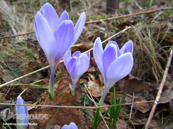 Ближняя дача зацвела...