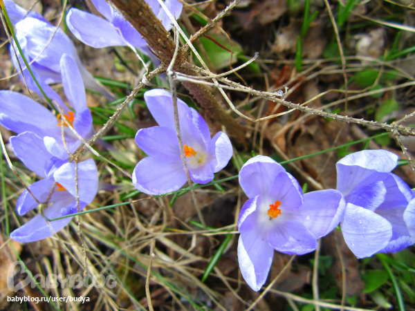 Ближняя дача зацвела...