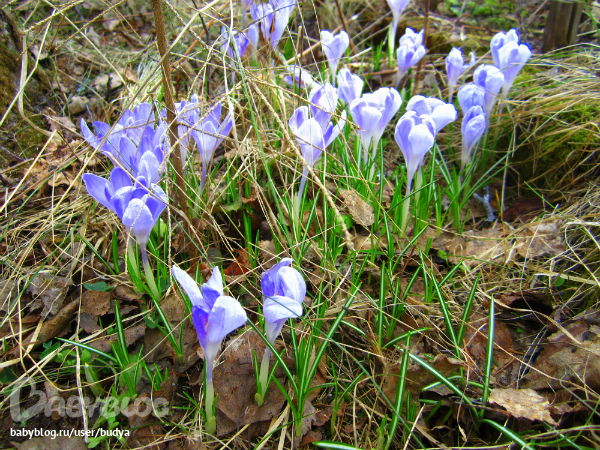 Ближняя дача зацвела...