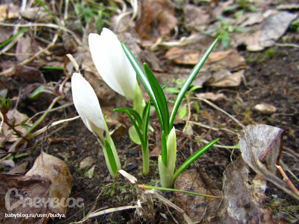 Ближняя дача зацвела...