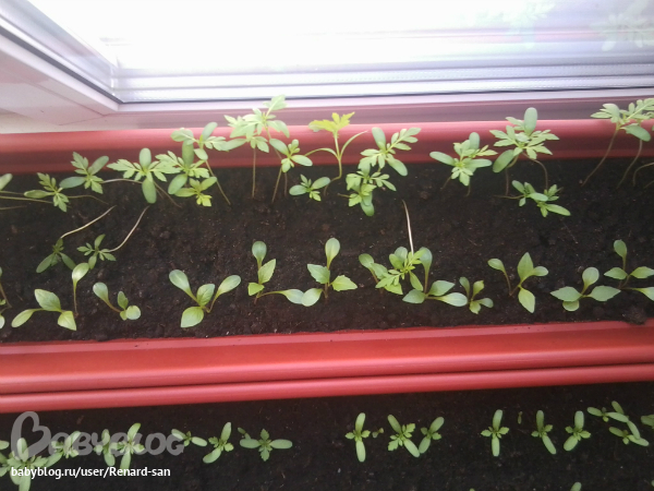 Вытянулась рассада цветов.