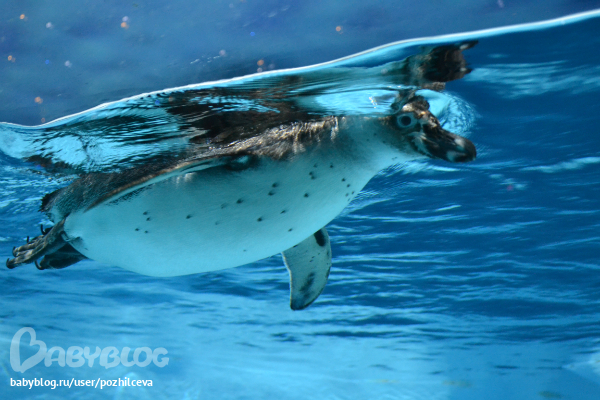 Океанариум)