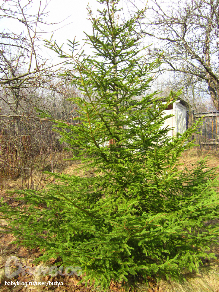 Ближняя дача зацвела...