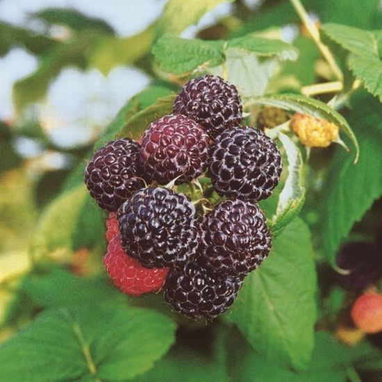 How to Plant Raspberry Bushes eHow Raspberry plants, Raspberry bush, Growing ras