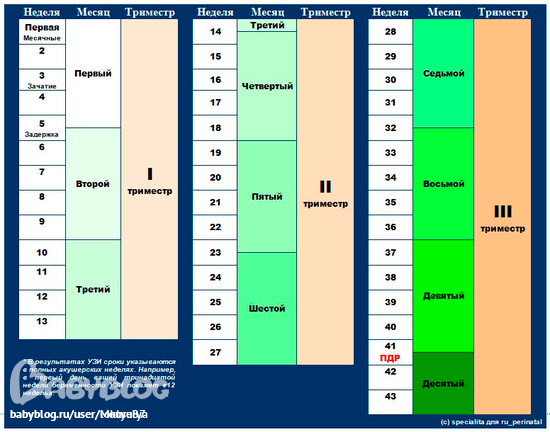 Развитие ребенка по месяцам во время беременности по неделям с фото