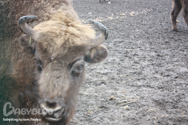 Беловежская пуща+ резиденция Деда Мороза(Беларусь на границе Польши)