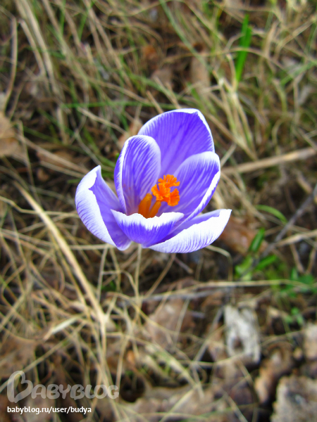 Ближняя дача зацвела...