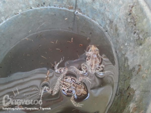 жаба в колодце. колодец для питьевой воды. страшный колодец. шахтный колодец. личинки мягкотелок в колодце.