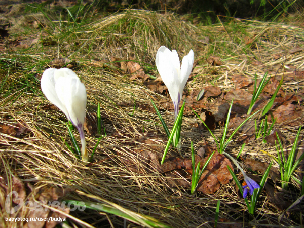 Ближняя дача зацвела...