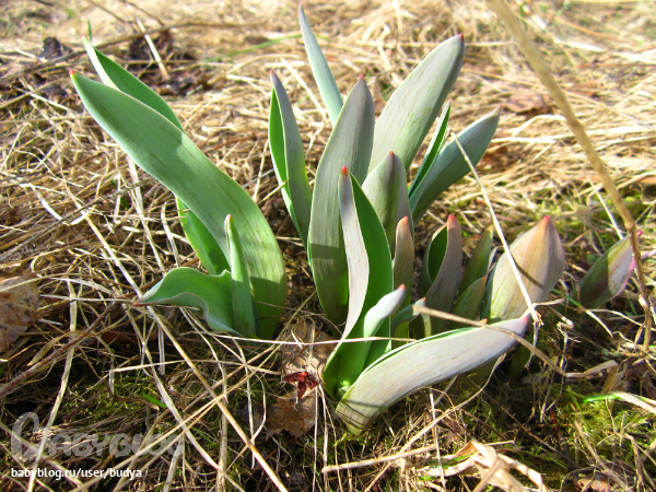 Ближняя дача зацвела...
