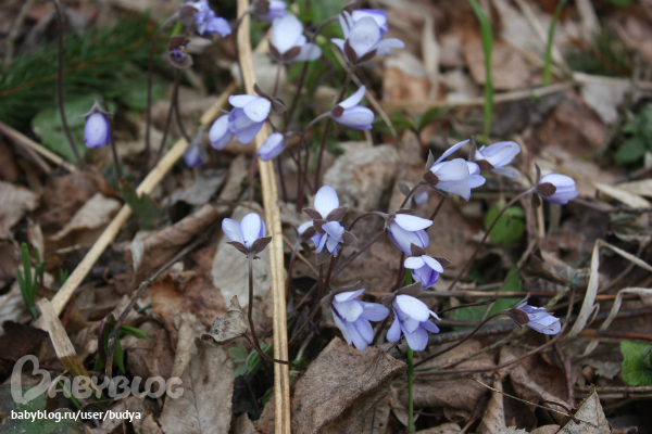 Беловежская пуща+ резиденция Деда Мороза(Беларусь на границе Польши)