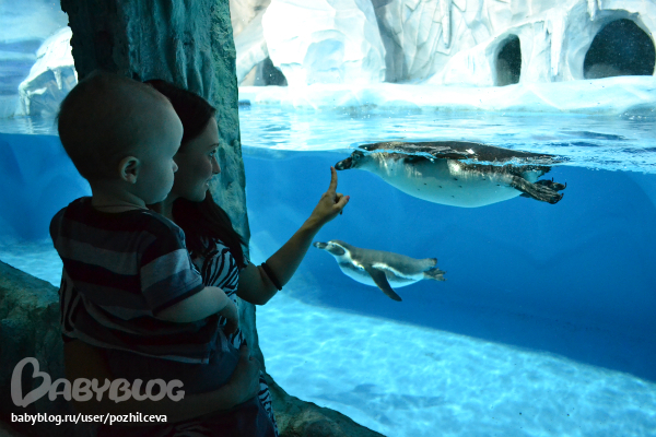 Океанариум)