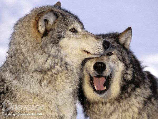 Волк: любовь до гроба и жесткая иерархия. Шесть фактов о диких волках