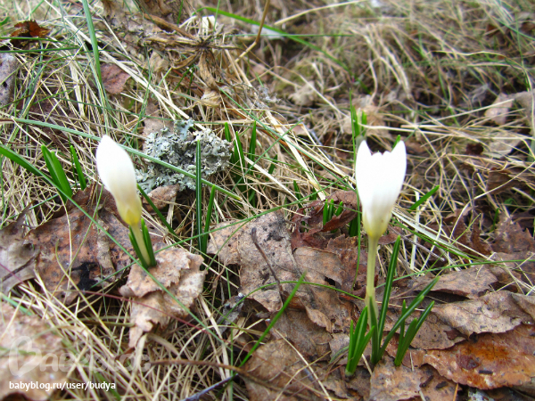 Ближняя дача зацвела...