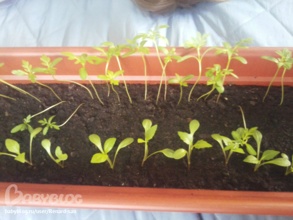 Вытянулась рассада цветов.