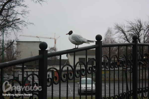 Брест (очень чистый город!)