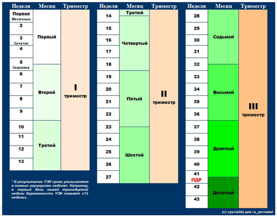 Календарь беременности рассчитать с фотографиями