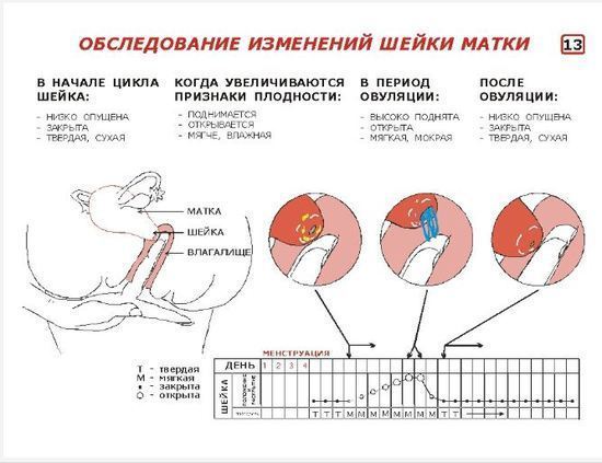 положение шейки матки — 16 ответов | форум Babyblog