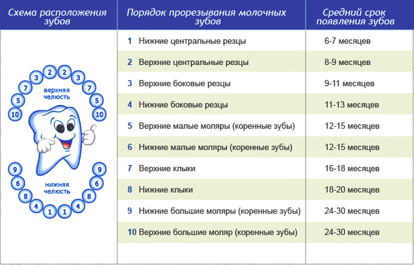 Сроки прорезывания молочных зубов картинка